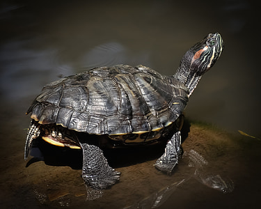 selective focus photography of black tortoise thumbnail