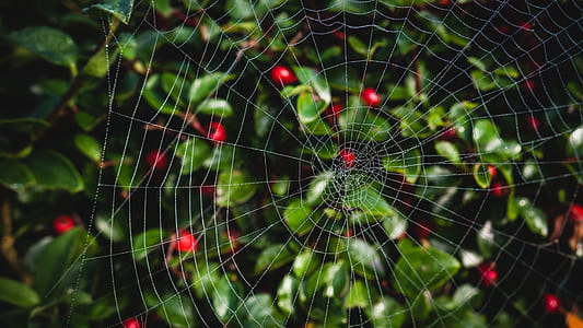 Close-up Photo of Spider Web thumbnail