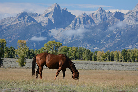 brown horse on brown grass field with mountain view during daytime thumbnail