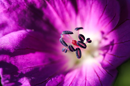 Flower, Purple Flower thumbnail