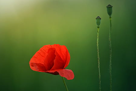 Selective Focus Photography Of Red Poppy Flower thumbnail