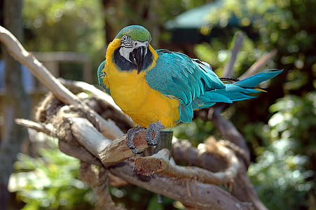 yellow and blue small beaked bird on tree thumbnail