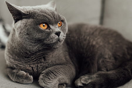 long-fur gray cat thumbnail