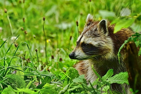 closeup photography of raccoon on green grass thumbnail