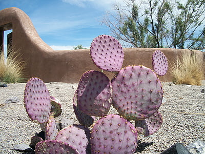flat cactus thumbnail