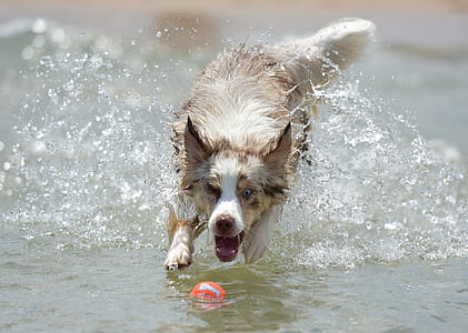 grey and white Australian shepherd chasing ball on body of water thumbnail