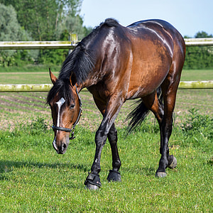 brown horse at field thumbnail