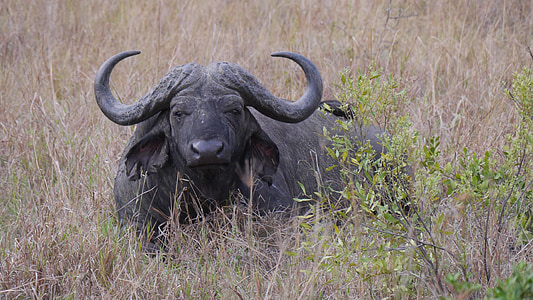 photo of black water buffalo on grass thumbnail