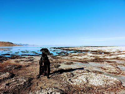 Dog Sitting in the Shore thumbnail