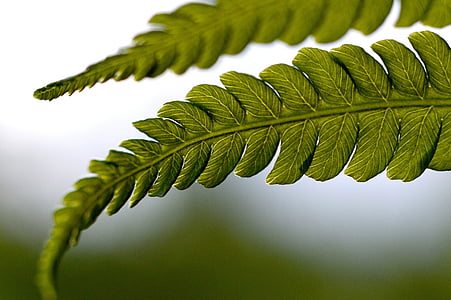close-up photography of green leaf thumbnail