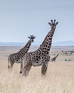 group of giraffes on brown grass field thumbnail