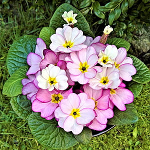 purple-and-white petaled flowers thumbnail