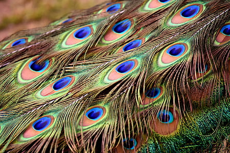 green peacock feather thumbnail