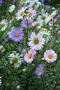 white and purple daisies thumbnail