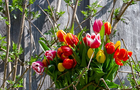 bouquet of tulip thumbnail