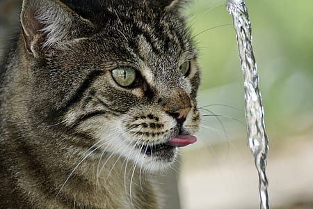 pouring water in front of cat while showing tongue thumbnail