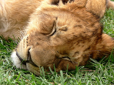 lion cab on grass lawn during daytime thumbnail