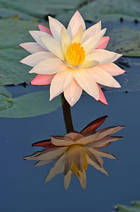 white and pink water lily flower on body of water thumbnail