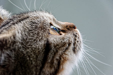 animal, pet, cute, fur thumbnail