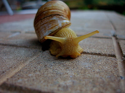 brown snail thumbnail