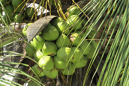 bunch of coconut fruits thumbnail