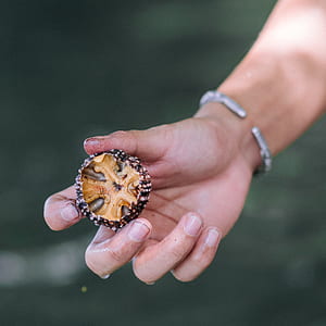 person holding brown sea urchin thumbnail