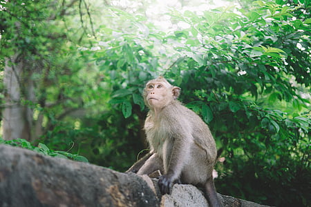 brown macaque sitting on tree branch during daytimre thumbnail