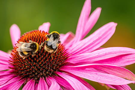 two bees perched on pink coneflower thumbnail