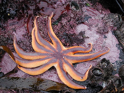 close-up photo of brown and gray starfish thumbnail