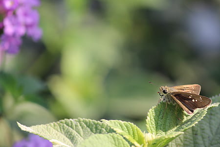 Brown Skipper Moth Perched on Green Leaf thumbnail
