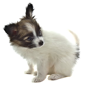 short-coated white and black puppy thumbnail