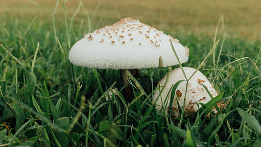 white mushroom during daytime thumbnail