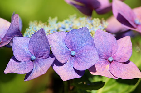 purple-and-pink petaled flowers thumbnail