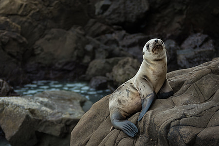 white and black seal on brown rock thumbnail