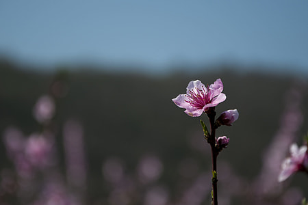 shallow focus of pink petaled flowers thumbnail
