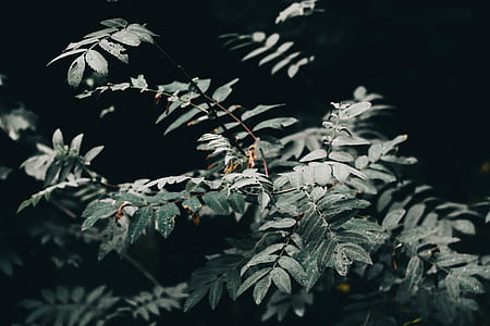 selective focus photography of green leaf plant thumbnail