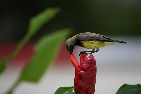 green bird on red plant thumbnail
