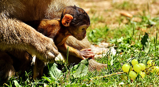 brown primate on green grasses thumbnail