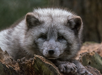 gray and white bear cub thumbnail