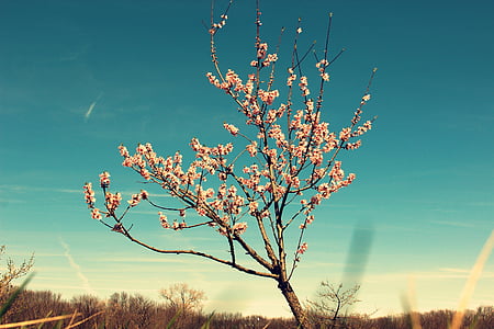 photo of white flowering tree thumbnail