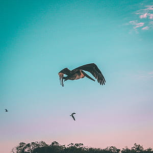 pelican flying on air thumbnail