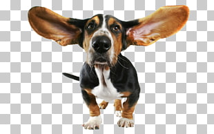 Basset Hound Beagle Bloodhound Papillon dog Chihuahua, Funny Dog Transparent , adult black and tan basset hound illustration PNG clipart