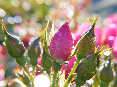 selective focus photo of pink petaled flower with teardrop water thumbnail