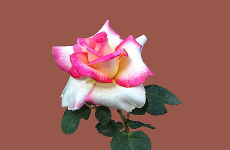 photo of red and white rose thumbnail