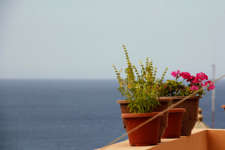 plants in brown pot thumbnail