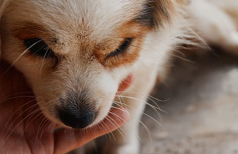 Person Holding Puppy thumbnail