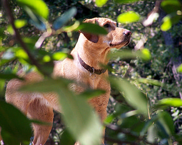 American Labrador Retriever, Dog thumbnail