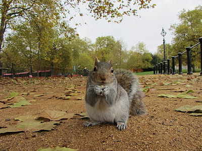 gray squirrel thumbnail