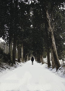 person walking under trees thumbnail
