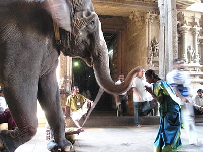 gray elephant thumbnail